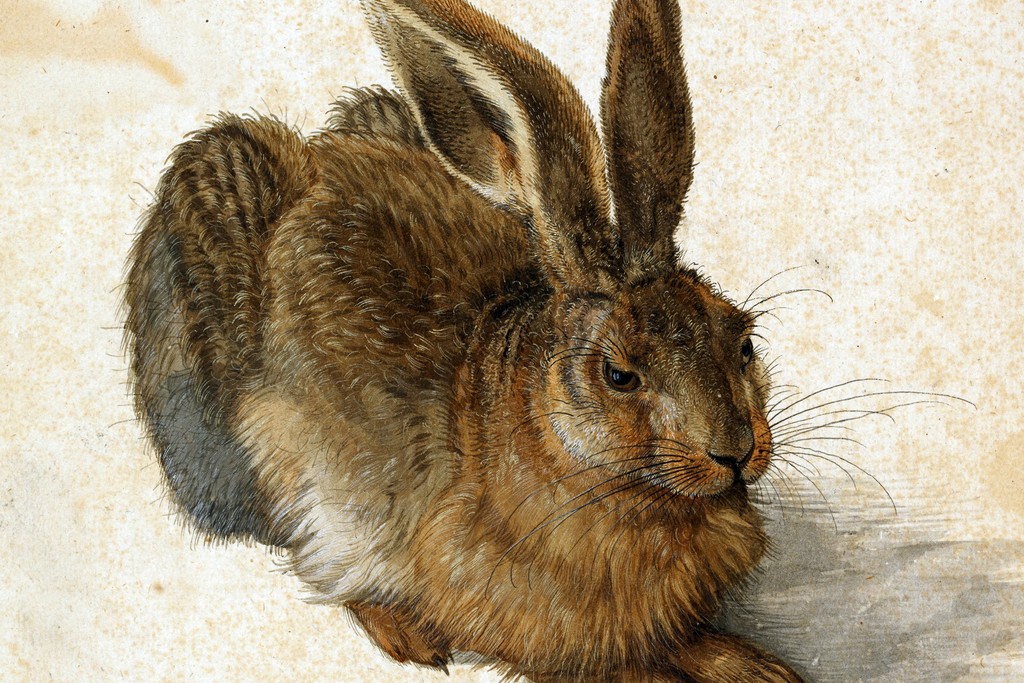 Dürer-Hase